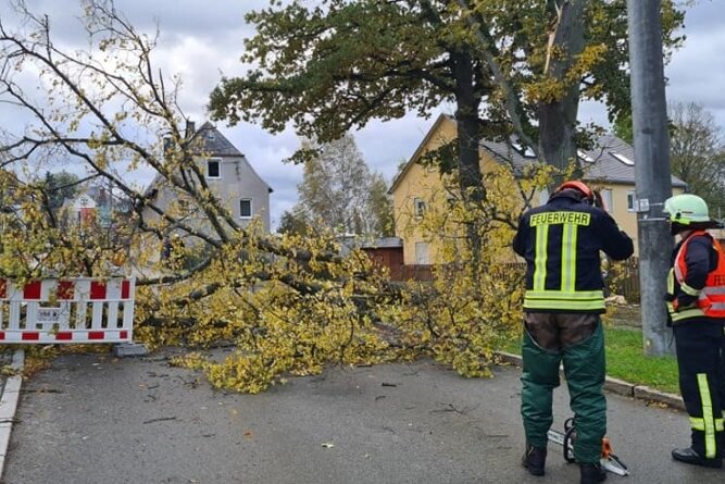 Sturmtief hinterlässt viele Schäden - In Rotschau verursachte ein umgekippter Baum einen stundenlangen Stromausfall.