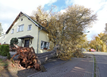 Sturmtief: Staus und Zugverspätungen in Zwickau - An der Goldbachstraße stürzte ein Baum vor dem einstigen Lokal "Goldbachschenke" um.