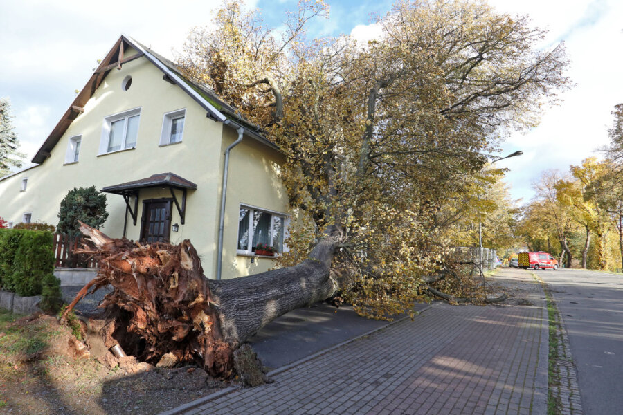 Sturmtief: Staus und Zugverspätungen in Zwickau - An der Goldbachstraße stürzte ein Baum vor dem einstigen Lokal "Goldbachschenke" um.