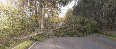 Sturmtief über Mittelsachsen: Umgestürzte Bäume blockieren Straßen, - Auf der B 101 lag am Donnerstagvormittag ein Baum zwischen Freiberg und Brand-Erbisdorf. 