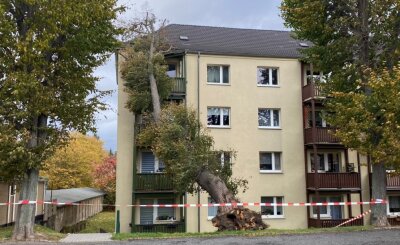 Sturmtief wirbelt durch Westsachsen - An der Dietrich-Bonhoeffer-Straße in Glauchau krachte dieser Baum gegen das Wohnhaus.