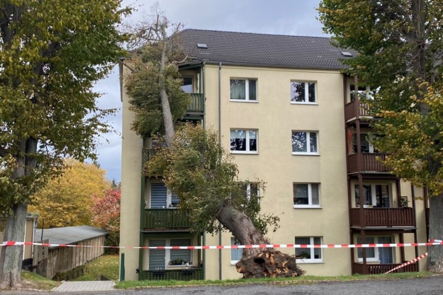 Sturmtief wirbelt durch Westsachsen - An der Dietrich-Bonhoeffer-Straße in Glauchau krachte dieser Baum gegen das Wohnhaus.