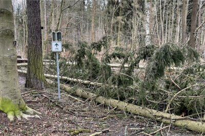 Sturmtiefs hinterlassen Schäden im Plauener Forst - Sturmschäden gab es jüngst vor allem in den Wäldern rund um Plauen, darunter auch im Syratal (Foto). 