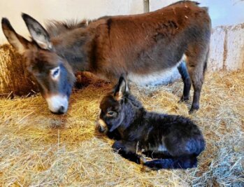 Süße Babys im Zoo der Minis - Nachwuchs im Zoo der Minis: Das neue Mitglied der Esel-Familie heißt Elmo.