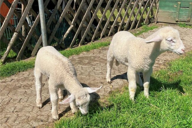 Süße Tierbabys, Wettmelken und Veggieburger: Hoffest auf dem Rößler-Hof - Diese Lämmer werden mit der Flasche groß gepäppelt. Am Tag des Hoffestes dürfen Besucher helfen. 