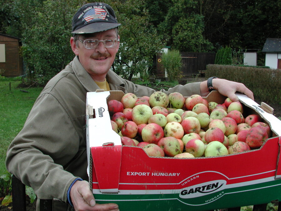 Tafelgärtner machen Brachland nutzbar - Steffen Dietel ist in der Lichtenberger Anlage Gimmlitztal ein fleißiger Tafelgärtner. Neben verschiedenem Gemüse hat er jetzt Äpfel für die Freiberger Tafel geerntet.