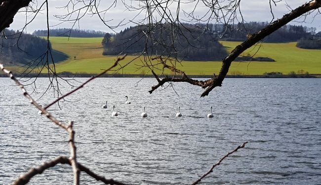Talsperren: Saison im Vogtland ist eröffnet - Idylle an der Talsperre Pirk. Wer sich ins noch recht kühle Gewässer traut, erlebt pure Natur. 