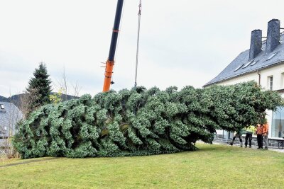 Tanne aus Tannenbergsthal für Leipziger Weihnachtsmarkt - Der Baum ist rund 21 Meter hoch. 