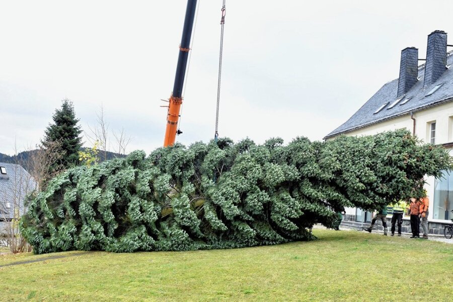 Tanne aus Tannenbergsthal für Leipziger Weihnachtsmarkt - Der Baum ist rund 21 Meter hoch. 