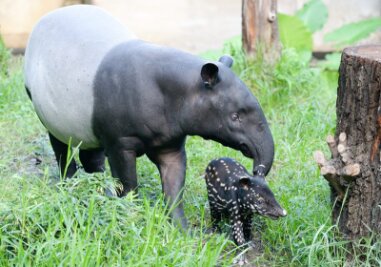 Tapirbulle im Leipziger Zoo auf Kedua getauft - 