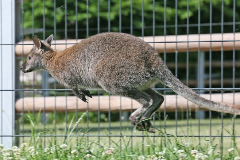 Tasmanische Kängurus ziehen in Hirschfeld ein - 