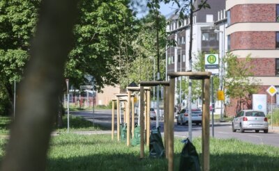 Tausende neue Bäume: Chemnitz baut grüne Lungen aus - Zuwachs für das Stadtgrün: Auch an der Augustusburger Straße wurden über hunderte Meter hinweg neue Bäume gepflanzt. 