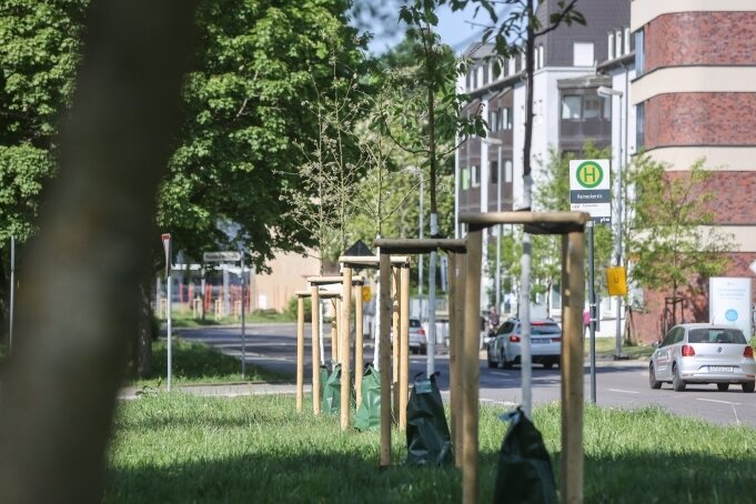 Zuwachs für das Stadtgrün: Auch an der Augustusburger Straße wurden über hunderte Meter hinweg neue Bäume gepflanzt. 
