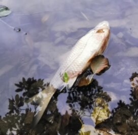 Teich-Stöpsel gezogen: Karpfen auf dem Trocknen - Tote Fische im Gondelteich Kleinfriesen: Bei der Karpfenernte gab es offenbar eine Panne. 