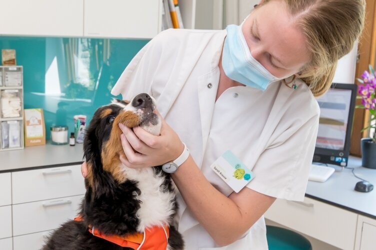 Tierärzte aus der Region kämpfen gegen Antibiotika-Verbot - Tierärztin Sarah Krause mit Berner Sennenhündin Alva in der Tierklinik Marienberg, die die Petition unterstützt. 
