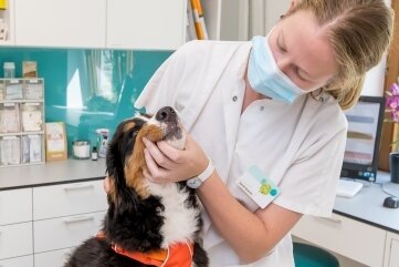 Tierärzte kämpfen gegen Antibiotika-Verbot - Tierärztin Sarah Krause mit Berner Sennenhündin Alva in der Tierklinik Marienberg, die die Petition unterstützt. 