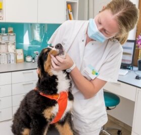 Tierärzte kämpfen gegen Antibiotika-Verbot - Tierärztin Sarah Krause mit Berner Sennenhündin Alva in der Tierklinik Marienberg, die die Petition unterstützt. 