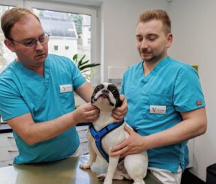 Tierärzte können bald schneller helfen - Die Tierärzte Dr. Stanley Geisler (l.) und Marcus Hoppe sind die Inhaber des Zentrums für Kleintiermedizin. Hier untersuchen sie die Französische Bulldogge Snoopy. 