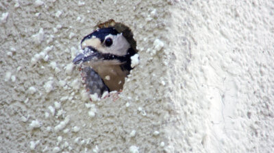Ein Buntspecht bei seiner Arbeit an einer Häuserfassade. 