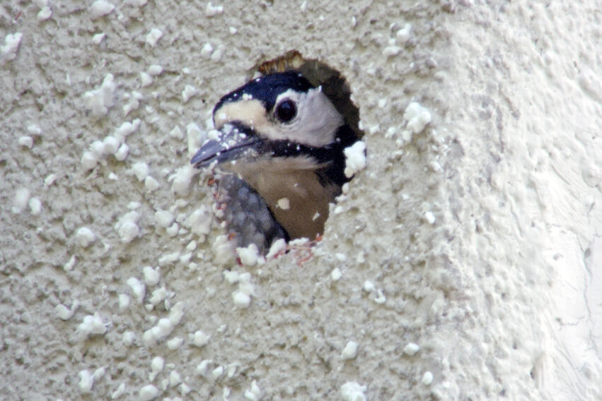 Ein Buntspecht bei seiner Arbeit an einer Häuserfassade. 