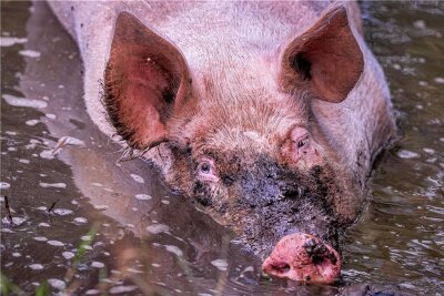 "Tiere leiden in allen Haltungsformen" - Schwein gehabt: Dieses Tier wurde aus einer Zuchtanlage gerettet und lebt nun auf einem spendenfinanzierten Hof.