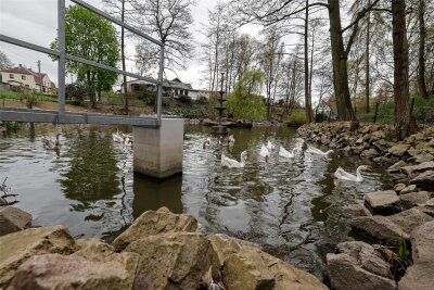 Tiergehege Glauchau: Frisch sanierter Teich verliert schon wieder Wasser - Am neuen Ablaufbauwerk im Teich des Glauchauer Tiergeheges sieht man, wie hoch das wasser mal gestanden hat.