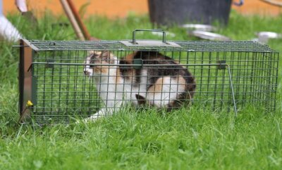 Tierheim beherbergt jetzt eine ganze Katzenkolonie - Im oberen Vogtland wurde eine Kolonie mit 26 verwilderte Hauskatzen entdeckt. Die Tiere wurden mithilfe von Lebendfallen eingefangen und im Tierheim Kandelhof untergebracht. 