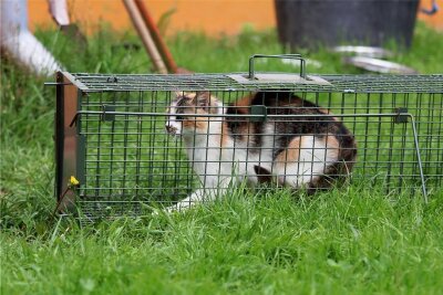 Tierheim Kandelhof in Krebes nimmt Katzenkolonie auf - Im oberen Vogtland wurde eine Kolonie mit 26 verwilderte Hauskatzen entdeckt. Die Tiere wurden mithilfe von Lebendfallen eingefangen und im Tierheim Kandelhof untergebracht. 