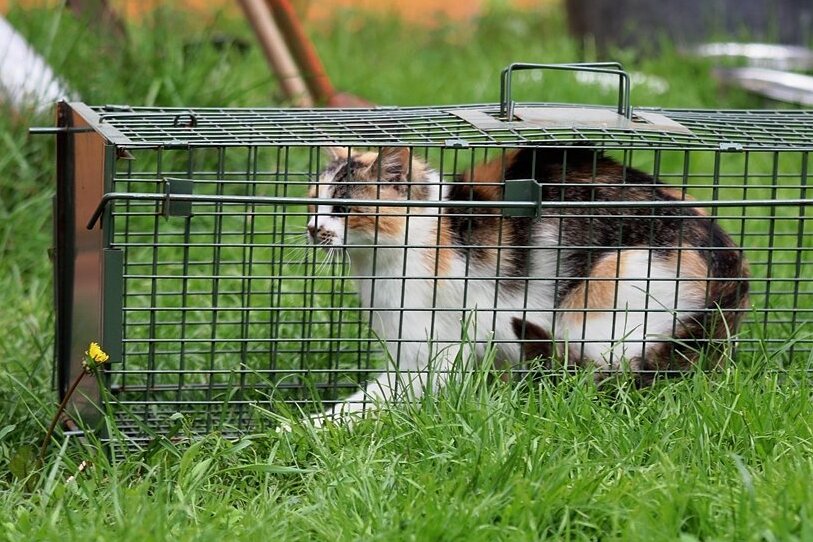 Tierheim Kandelhof in Krebes nimmt Katzenkolonie auf - Im oberen Vogtland wurde eine Kolonie mit 26 verwilderte Hauskatzen entdeckt. Die Tiere wurden mithilfe von Lebendfallen eingefangen und im Tierheim Kandelhof untergebracht. 