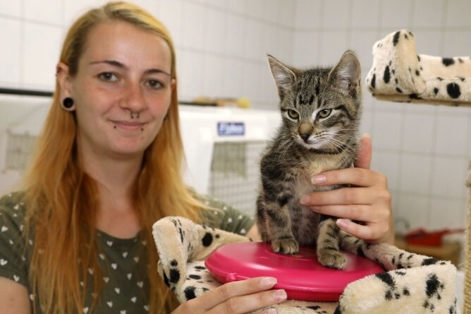 Tierheim Langenberg startet Spendenaufruf für tierische Wärmekissen - Auch diese kleine Katze, hier mit Pflegerin Larissa Lämmel, fühlt sich auf einem Wärmekissen im Tierheim Langenberg wohl. 