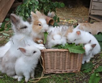 Tierheim Langenberg: Vermittlung von Kleintieren aktuell schwierig - Wenn es frisches Grün gibt, ist vor allem bei den Kaninchen im sogenannten Multifunktionsgehege der Trubel groß.