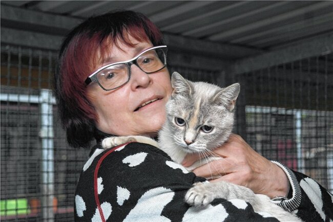 Tierheim Leisnig nimmt junge Katzen auf - Rosi Pfumfel, Seniorchefin des Vereins "Tiernothilfe Leisnig" hat sich für die Aufnahme von Jungkatzen aus einem überfüllten Tierheim stark gemacht. 