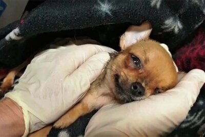 Tierheim Plauen nimmt 46 kleine Chihuahuas in Obhut: fünf Welpen an Durchfall gestorben - Einer der 46 Chihuahua-Welpen.
