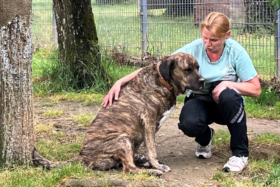 Tierheim Stollberg: Molosser-Mischling sucht neue Besitzer mit Hundeerfahrung - Bekannte Menschen dürfen ihn gerne ausgiebig streicheln, wie Romy Wetzel, Mitarbeiterin des Tierheimes.