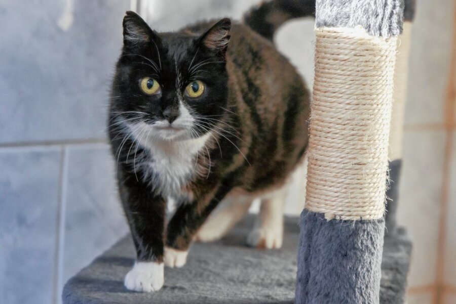 Tierheim-Team trauert um junge Katze Honey-Bee - Honey-Bee sollte ein neues Zuhause finden. Doch das war ihr nicht mehr vergönnt.