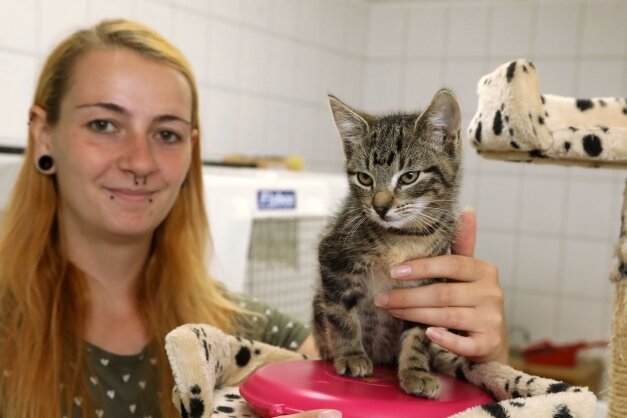 Tierheim will Fundtieren mehr Wärme bieten - Auch diese kleine Katze, hier mit Pflegerin Larissa Lämmel, fühlt sich auf einem Wärmekissen im Tierheim Langenberg wohl. 