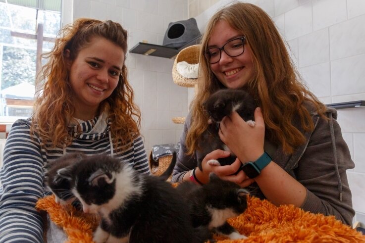 Tierheimfest will Einblicke in Arbeit geben - Lissi Burkhardt (l.) und Nathalie Wagner zeigen einige der Katzenkinder, die derzeit im Tierheim "Neu-Amerika" betreut werden. Am Samstag lädt die Einrichtung zum Tierheimfest ein. 