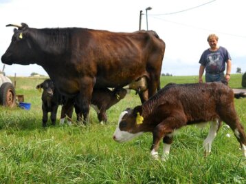 Tierisch gut: Drillinge in Frankenau - 
              <p class="artikelinhalt">Eine Kuh von Landwirt Türk Lippmann hat im Mittweidaer Ortsteil Frankenau am 30. August drei Kälber zur Welt gebracht.</p>
            