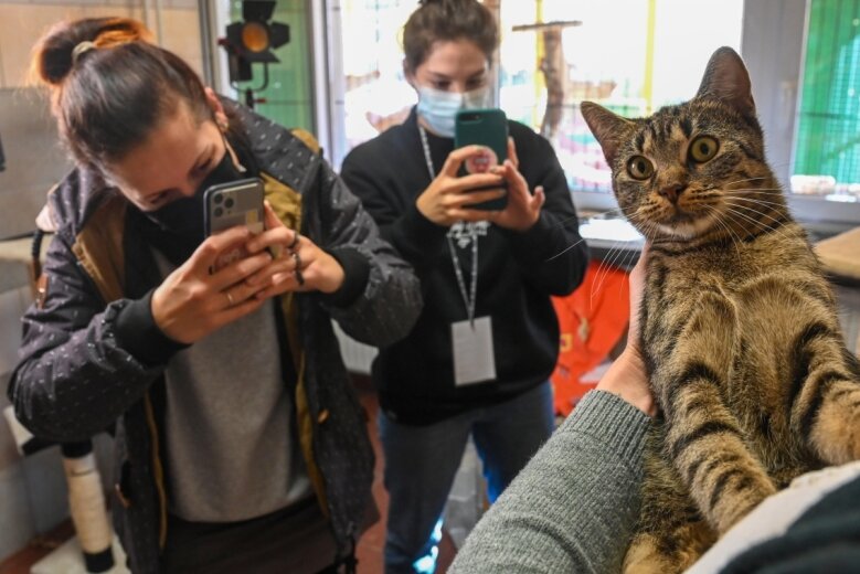 Tierische Filmstars werben für freiwilliges Engagement - Katze Catalya ist Filmstar für einen Tag. Für das Freiwilligenzentrum der Caritas drehen die Studentinnen Julia Pieschel (links) und Melanie Junnig im Verein "Tiere in Not" einen Videoclip.