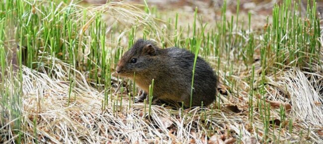 Tierische Raritäten neu im Tierpark Klingenthal - Sumpfmeerschweinchen gehören ebenfalls zu den Neulingen.