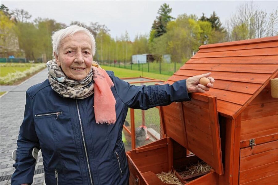 "Tierische Therapeuten": Hühner arbeiten jetzt in einem Werdauer Seniorenheim - Sigrid Kahnes schaut jeden Tag nach den Hühnern, die auch schon Eier legen. Die Beiersdorferin freut sich über die neuen Mitbewohner. 