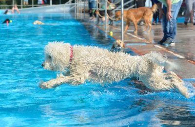 Tierisches Badevergnügen hat mancherorts schon Tradition - So wie Goldendoodle-Hündin Leonie fühlen sich Hunde meist pudelwohl im Wasser. In Lugau findet darum nach dem Abschluss der Badesaison für die Zweibeiner wieder ein Hundebaden statt.