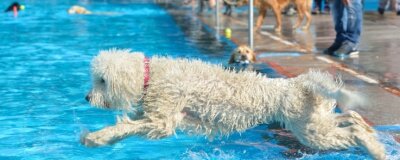 Tierisches Badevergnügen hat mancherorts schon Tradition - So wie Goldendoodle-Hündin Leonie fühlen sich Hunde meist pudelwohl im Wasser. In Lugau findet darum nach dem Abschluss der Badesaison für die Zweibeiner wieder ein Hundebaden statt.