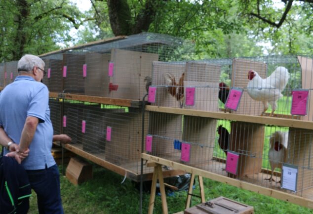 Höhepunkt des tierischen Sommerfestes war das Hähnewettkrähen. Besucher hatten zudem Gelegenheit, die Tiere aus der Nähe zu besichtigen.