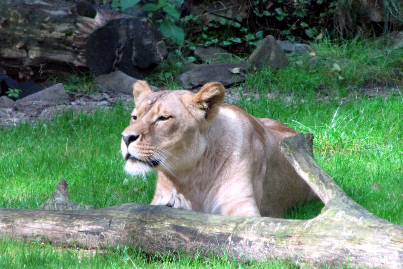 Tierpark Chemnitz: Löwin Kimba gestorben - 