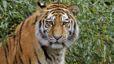 Tierpark Chemnitz: Neuer Tiger kommt nicht aus der Kiste - Der Sibirische Tiger "Wolodja"