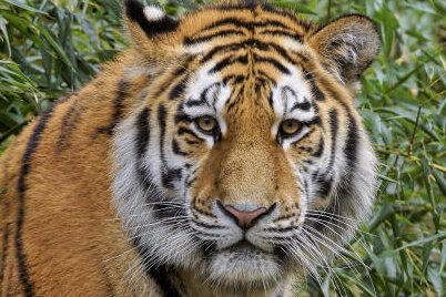 Tierpark Chemnitz: Neuer Tiger kommt nicht aus der Kiste - Der Sibirische Tiger "Wolodja"