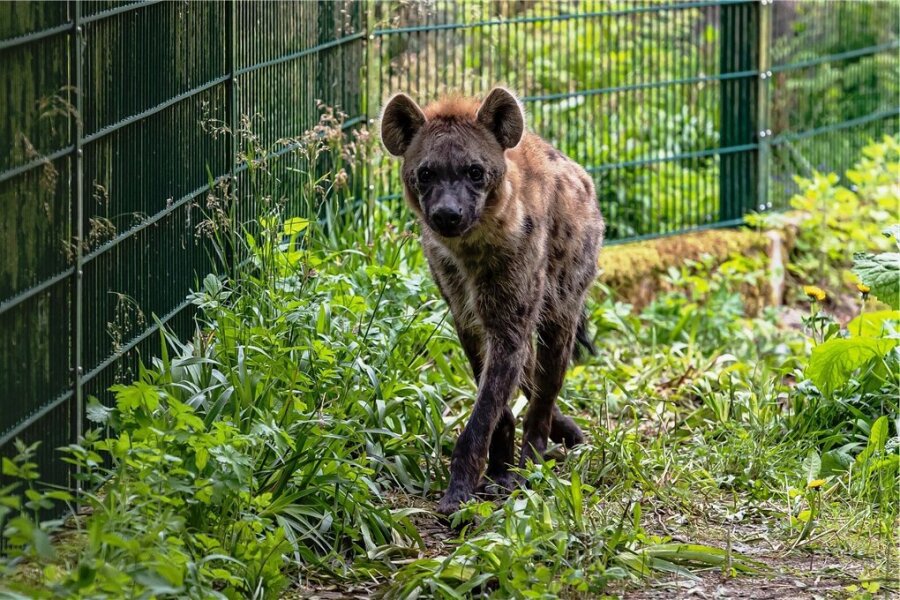 Tierpark Chemnitz nimmt neue Hyänenanlage in Betrieb - In dem umgestalteten einstigen Löwengehege des Chemnitzer Tierparks sind nun Typfelhyänen zu Hause. Foto: Igor Pastierovic.