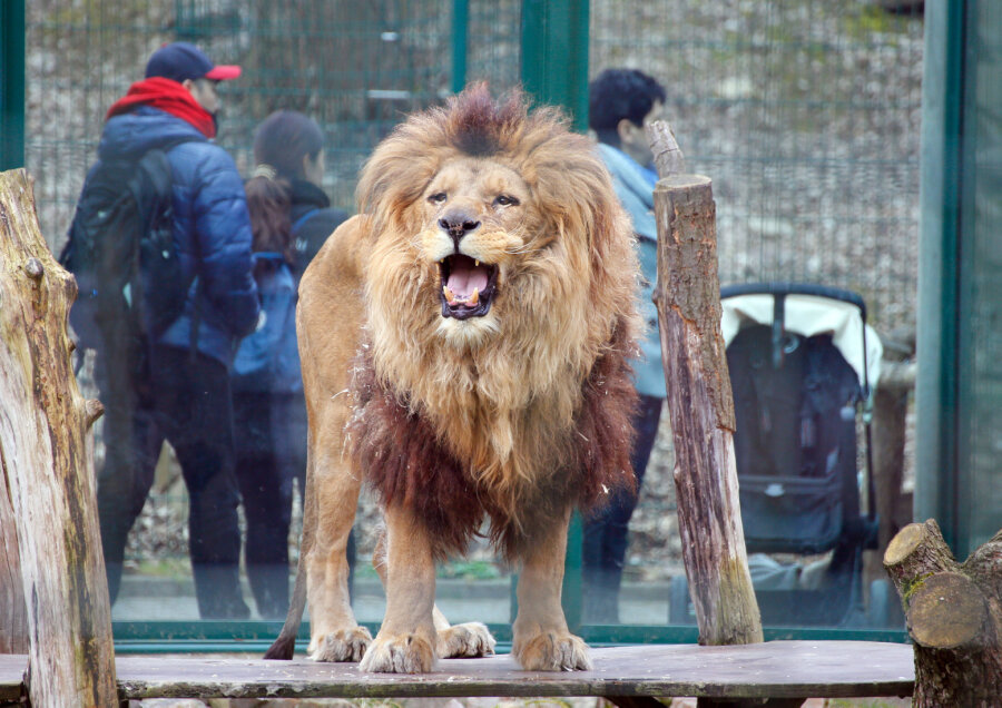 Tierpark Chemnitz: Publikumsliebling Löwe Malik ist tot - Malik im März 2016. Der Löwe im Tierpark Chemnitz musste eingeschläfert werden.
