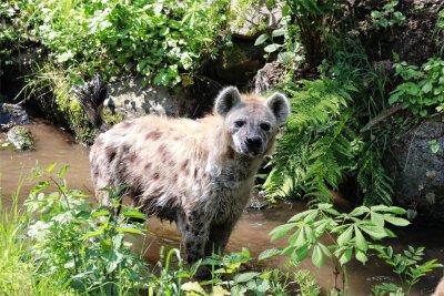 Tierpark Chemnitz schlägt Alarm: Hyänen haben Durchfall, weil Abfälle im Bach entsorgt werden - Hyäne am Unritzbach im Tierpark Chemnitz.
